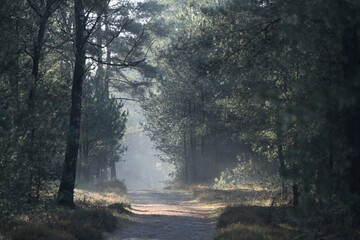 a foggy morning in the woods