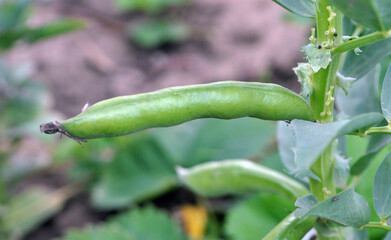 On the stem of the bean  (Vicia faba) ripen pods