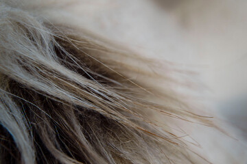 red and white long fur close up view, macro photo
