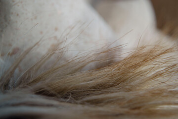 red and white long fur close up view, macro photo