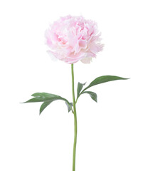 Pale pink Peony with green leaves isolated on white background