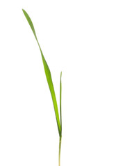 Wheat stalk germination, single green leaf isolated on white