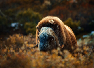 Northern muskox in winter mountains, natural winter habitat with snow, Dovrefjell National Park, Norway. Face to face a muskrat. Muskox fight. Wild muskox in the mountains. A wild scene from nature.