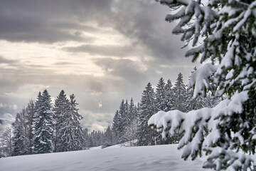flight over a snowy spruce and fir forest landscape in the alpine landscape of the Bregenz Forest...