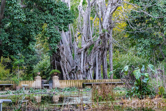 A gigantic ficus in the Royal Garden of the city of Palermo, Sicily.