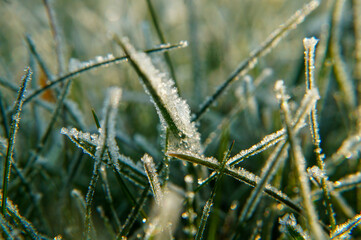 Close-up of a hoarfrosted grass.