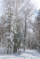 Beautiful snow-covered forest bright rays of the sun illuminate the crowns and trunks of trees.
