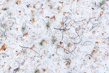 Close-up of leaves and branches on snow fallen in winter, melted spring snow.