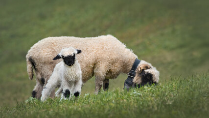 A Valais Blacknose Ewe With Its Lamb © Leny Silina Helmig