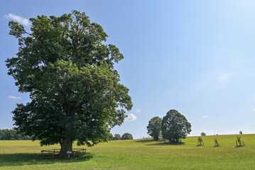 Tree in Polish countryside field.