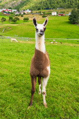 Fototapeta premium Llama at Skjolden Village at the end of Lustrafjorden in Norway
