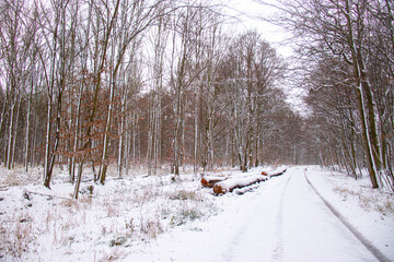 Winter mixed forest with felled trees in a peaceful landscape