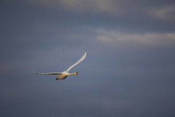 An adult mute swan flies in the blue sky toward the camera lens on a sunny winter day.