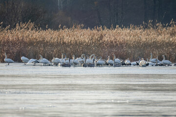 A flock of mute swans and common coots on the frozen lake rests on a sunny winter day.