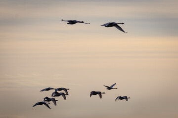 On a sunny winter day, a flock of mute swans fly in the sky perpendicular to the camera lens.