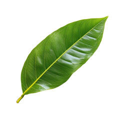 Fototapeta premium A fresh mango leaf displayed against a clean transparent background capturing its vibrant green color and intricate texture, Mango leaf on transparent background