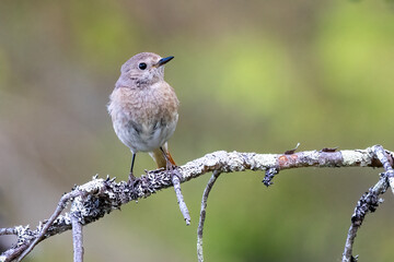 common redstart