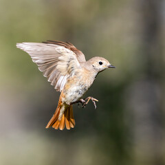 common redstart