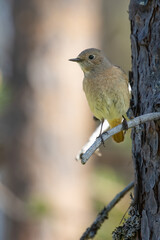 common redstart