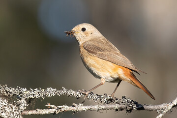 common redstart