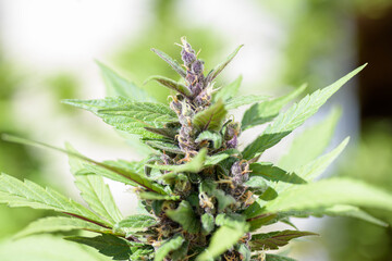 VISTA DE CERCA DE FLORES DE MARIHUANA