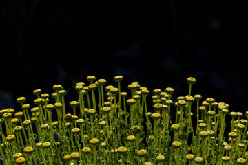 PLANTAS Y FLORES DE SANTOLINA (Santolina Chamaecyparissus)