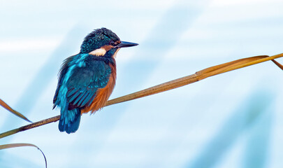 kingfisher sitting on a twig