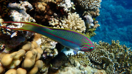 Klunzinger wrasse or Ruppell wrasse (Thalassoma rueppellii) undersea, Red Sea, Egypt, Sharm El Sheikh, Montazah Bay