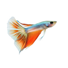 Fototapeta premium Beautiful guppy swimming gracefully against a transparent background in stunning detail, Beautiful Guppy Isolated on transparent background