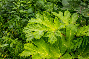 hogweed leaves close-up in summer