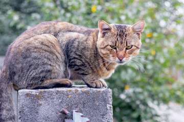 big fat cat sitting in the garden against a tree background