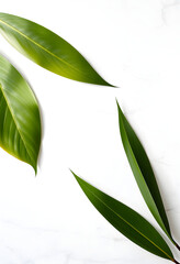 Natural organic, tropical plant leaves on marble background. Flat lay, top view, copy space. Natural organic product, beauty and spa concept, Side lit, with white tones
