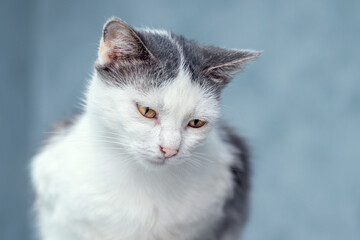 white tabby cat with an interested look down on a blurred background