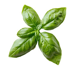 Fototapeta premium Fresh basil leaves isolated on a transparent background for culinary use and garnishing, basil leaves isolated on transparent background