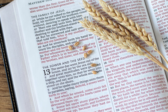 Wheat seeds on holy bible book. Top view. Parable of the sower, Christian biblical concept.