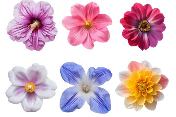 Unique Flower Mix with Bright and Beautiful Petals Isolated on Transparent Background