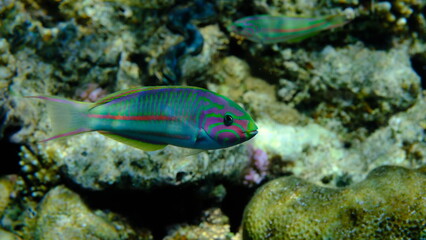 Klunzinger wrasse or Ruppell wrasse (Thalassoma rueppellii) undersea, Red Sea, Egypt, Sharm El Sheikh, Montazah Bay