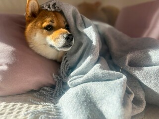 Pensive Shiba Inu with a sorrowful expression, head nestled under a blanket. The mood is reflective and contemplative. High quality close-up photo. copy space available.