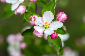 white and pink flowers and buds of an apple tree in the garden on a branch close-up