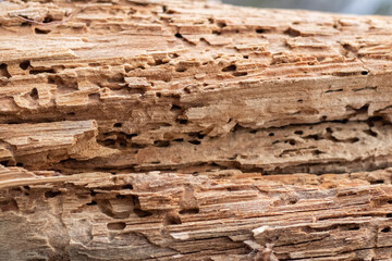 a piece of wood damaged by pests, insects, texture of insect-damaged wood