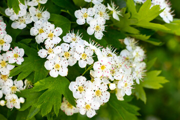 hawthorn bush with white flowers in sunny weather