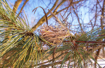 Under blue skies, an empty bird&rsquo;s nest sits firmly balanced in the branches of a pine tree on a sunny, winter day in Petoskey, Michigan.