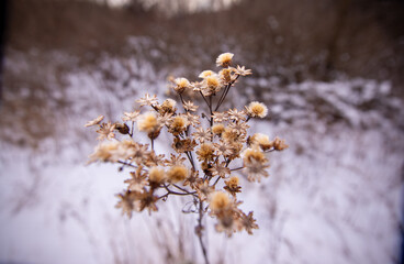 Surrounded by trees in the forest, a dried Butterweed plant rises above the snow on a cold, winter day in Munising, Michigan.