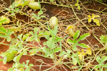cucumis Anguria maroon cucumber Plant and Fruit