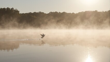 Naklejka premium Peaceful dove in flight over misty lake at dawn golden sunlight reflecting on water