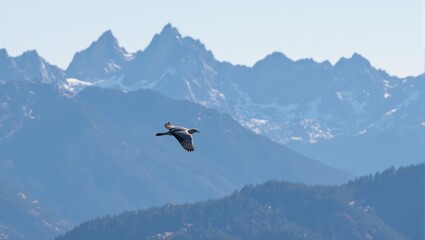 Majestic dove flying over rugged mountainscape