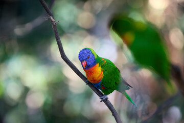 Rainbow Lorikeet in Stunning Multicolor Plumage Perched on a Tree Branch with Soft Natural Light. Perfect for Wildlife Art, Birdwatching Promotion, and Tropical Nature-Themed Designs.