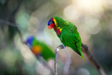 Colorful Ornate Lorikeet, Saudareos ornata, Vibrant Green, Red, and Yellow Plumage, Perched on Branch in Tropical Forest. Ideal for Wildlife Photography, Nature Prints, and Educational Materials.