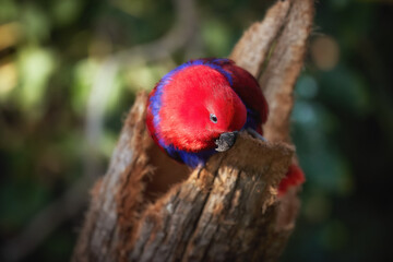 Portrait of red parrot native to Maluku Islands, Moluccan Eclectus (Eclectus roratus) on Tree Stump, isolated against blurred habitat. Ideal for Parrots care, Wildlife and Tropical Nature Themes.