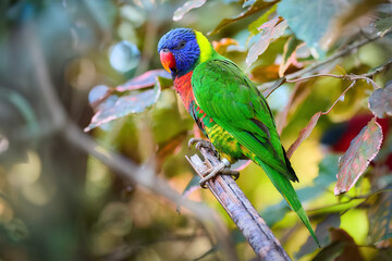 Rainbow Lorikeet in Stunning Multicolor Plumage Perched on a Tree Branch with Soft Natural Light. Perfect for Wildlife Art, Birdwatching Promotion, and Tropical Nature-Themed Designs.